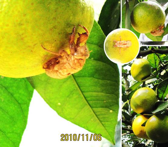 三山岛个人游记---深入橘子林-新媒体营销,新媒体广告公司,上海网络营销,微信代运营,高端网站建设,网站建设公司